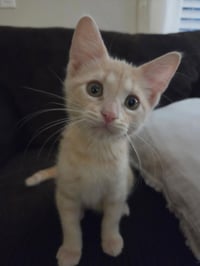 Pippin - Photo 1