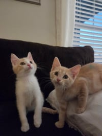 Pippin - Photo 2