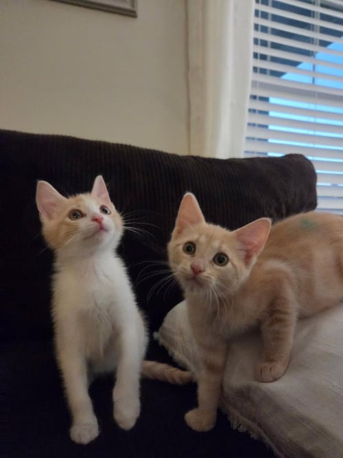 PIPPIN - Domestic Short Hair available for adoption