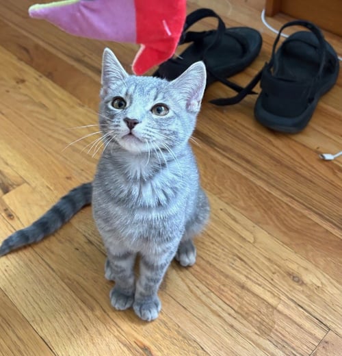 BUTTER BEAN - Domestic Short Hair for adoption in Salt Lake City
