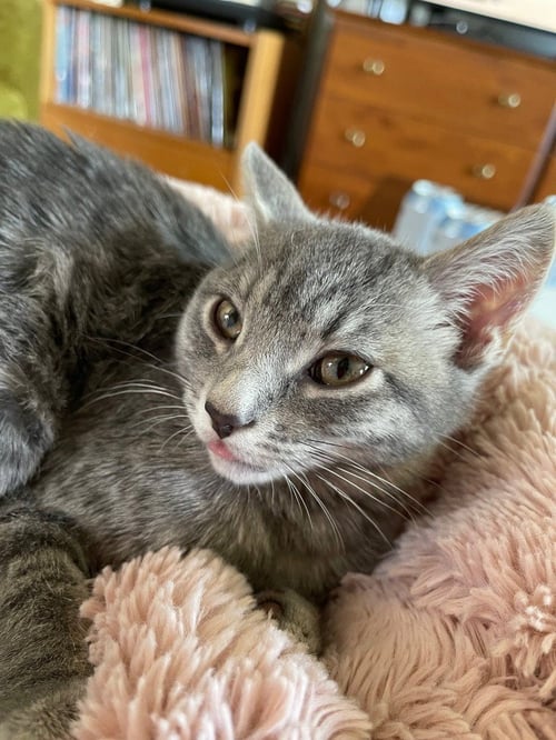 BUTTER BEAN - Domestic Short Hair available for adoption