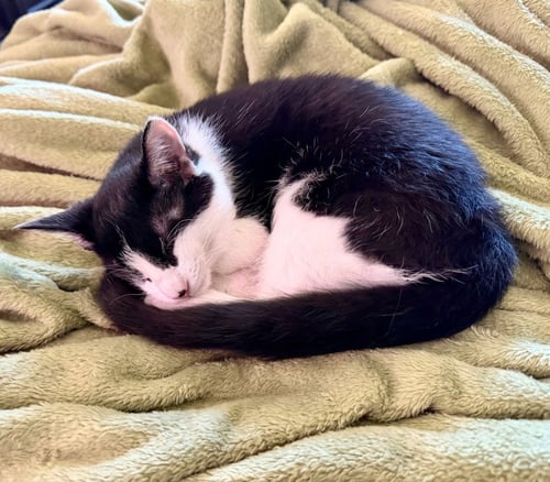 POTATO - Domestic Short Hair available for adoption