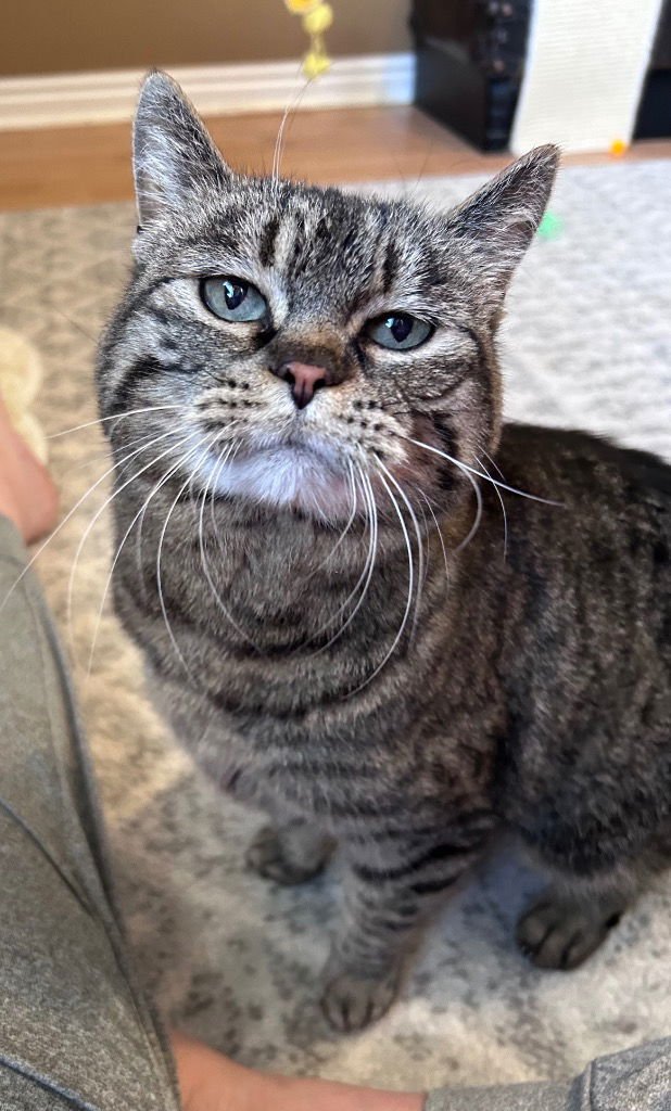 PEPPER - Domestic Short Hair for adoption in Sandy