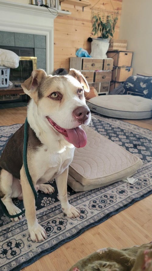 EDDIE - Labrador Retriever for adoption in Salt Lake City