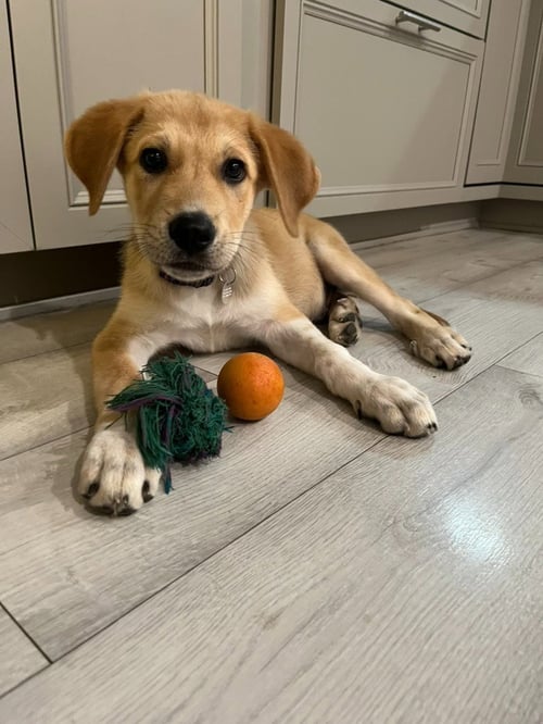 KOBA