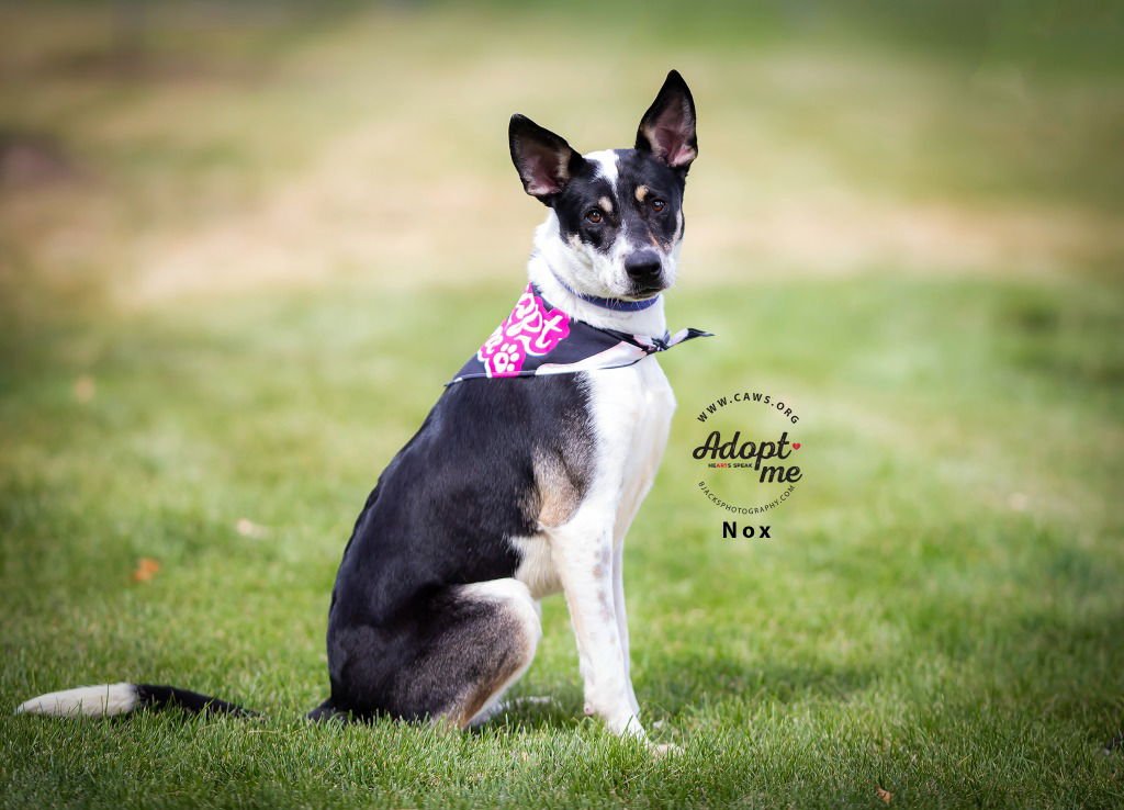 NOX - Cattle Dog available for adoption