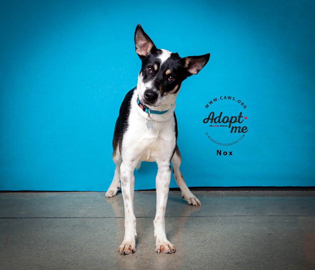 NOX - Cattle Dog available for adoption