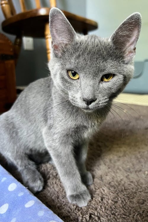 BEAR - Domestic Medium Hair available for adoption