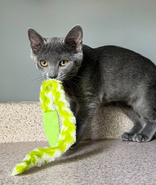 BEAR - Domestic Medium Hair available for adoption