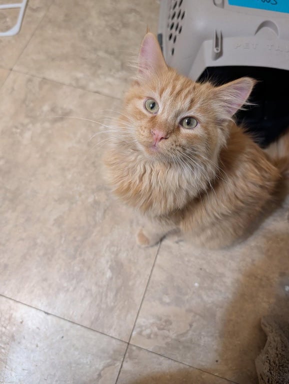 Tigger Image