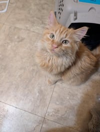 Tigger - Photo 1