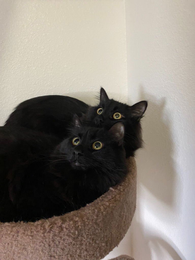 MORTICIA - Domestic Long Hair available for adoption