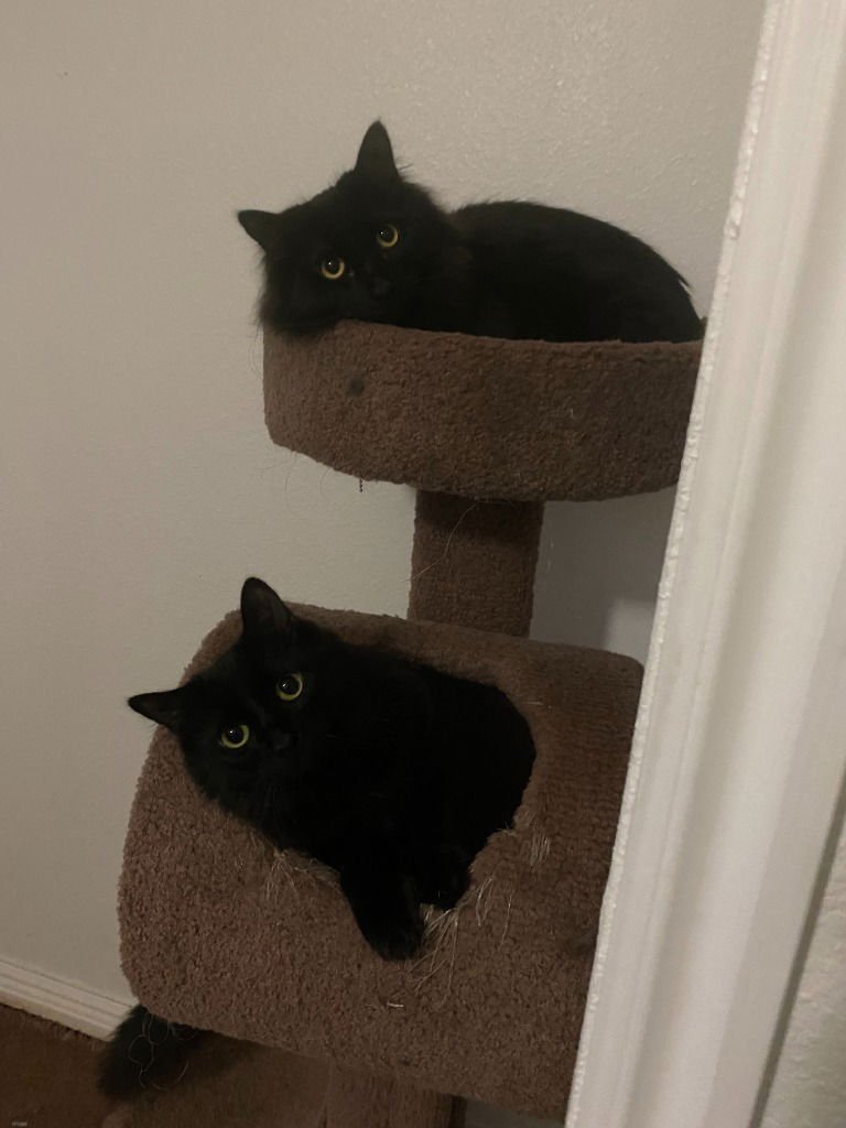 MORTICIA - Domestic Long Hair available for adoption