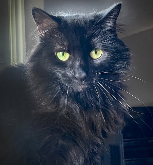 MORTICIA - Domestic Long Hair available for adoption