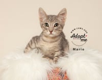 Mario - Photo 1