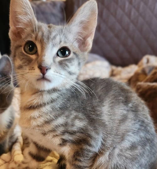MARIO - Domestic Short Hair available for adoption