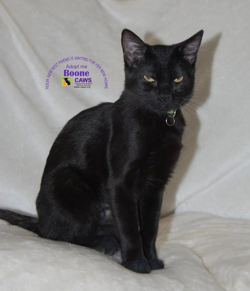 BOONE - Domestic Short Hair available for adoption