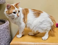 Biscotti - Photo 2