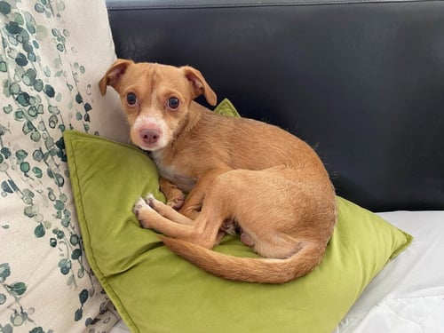 BARNABY - Chihuahua available for adoption