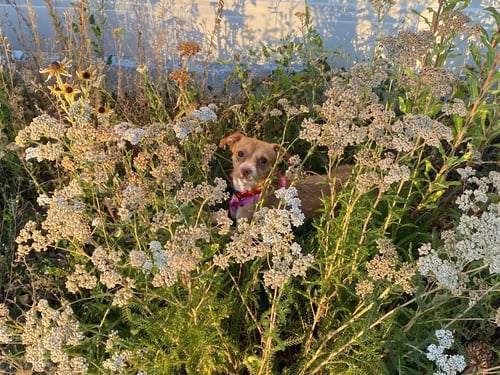 BARNABY - Chihuahua available for adoption