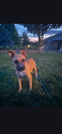 Zena - Photo 4