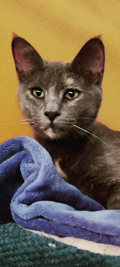 BUTTERSCOTCH - Domestic Short Hair available for adoption