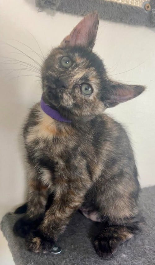 PONYTA - Domestic Short Hair available for adoption