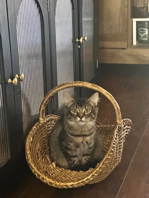 POPTART - Domestic Short Hair available for adoption