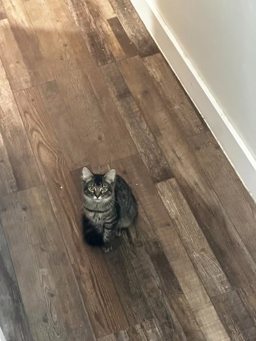 POPTART - Domestic Short Hair available for adoption