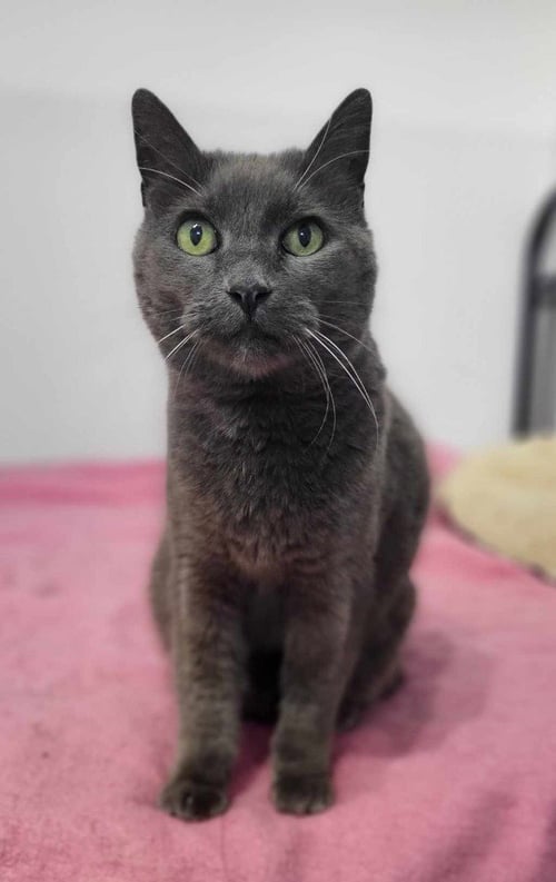 GERI - Domestic Short Hair for adoption in Salt Lake City