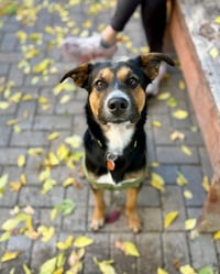 Jasper - Photo 2