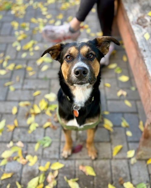 JASPER - Shepherd available for adoption