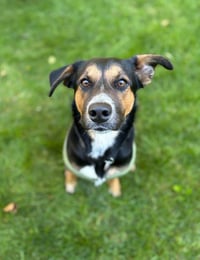 Jasper - Photo 4