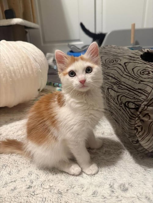 SCOOBERT - Domestic Short Hair available for adoption