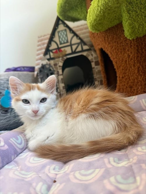 SCOOBERT - Domestic Short Hair available for adoption