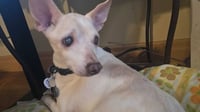 Vincent "Vinny" LaGuardia Gambini - Photo 1