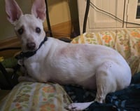 Vincent "Vinny" LaGuardia Gambini - Photo 2