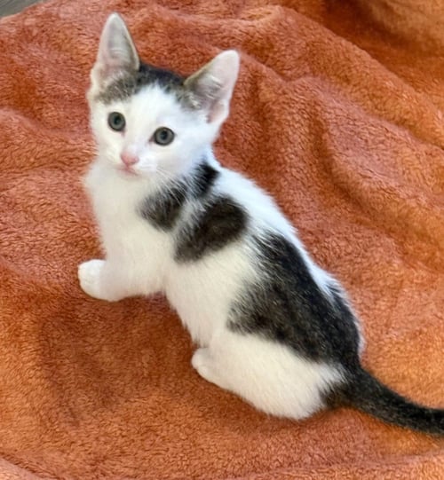 KARL - Domestic Short Hair available for adoption