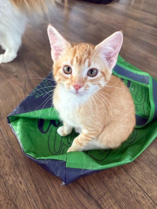 STETSON - Domestic Short Hair available for adoption