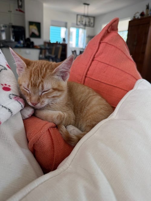 STETSON - Domestic Short Hair available for adoption