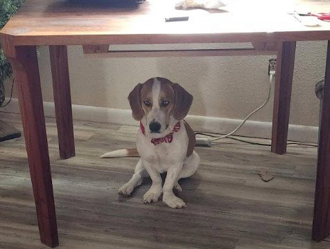 PENELOPE - Basset Hound available for adoption