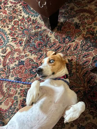 Penelope - Photo 2