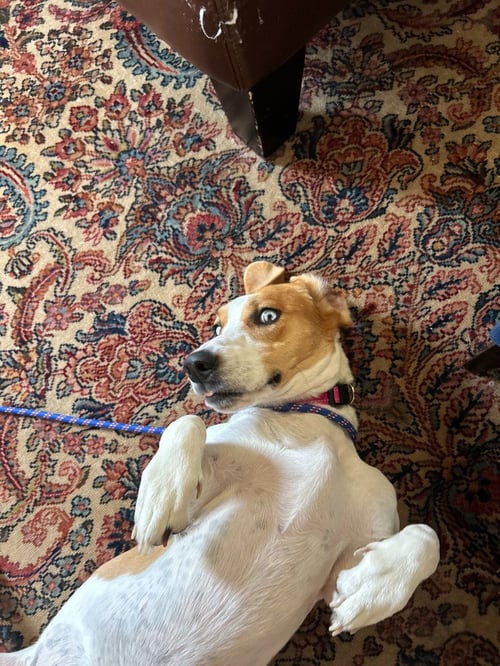 PENELOPE - Basset Hound available for adoption