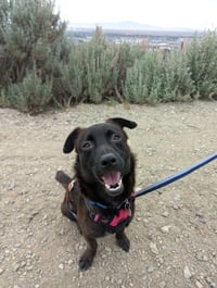 Ollie - Photo 1