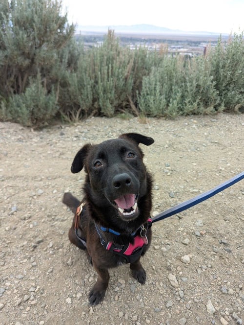 OLLIE - Labrador Retriever / Terrier for adoption in Salt Lake City
