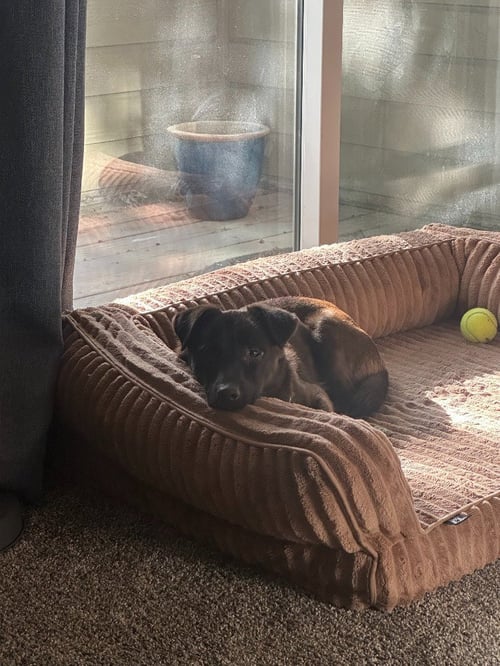 OLLIE - Labrador Retriever / Terrier available for adoption