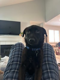 Ollie - Photo 3