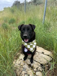 Ollie - Photo 4