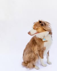 Misio - Photo 4