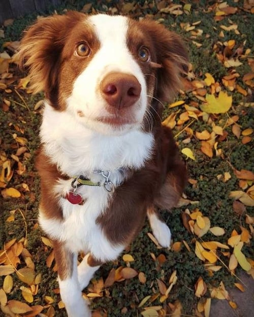 MISIO - Australian Shepherd available for adoption